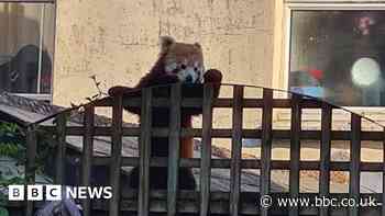 Escaped red panda seen 'ambling' down street