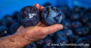 Wollemi Farms buys Goodrich's Queen Garnet plum orchard | Video