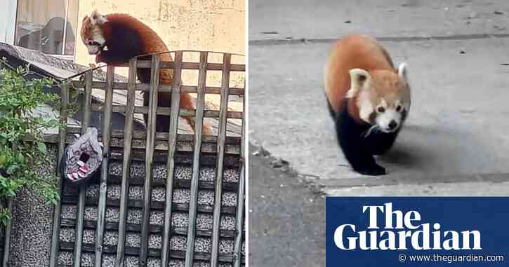 Red panda recaptured after escaping from Newquay zoo