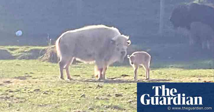 ‘Ball of fluff’: rare white bison born in Wyoming is first in park’s 32-year history