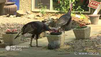 Wild turkeys ruffle feathers by wandering into Winnipeg neighbourhood