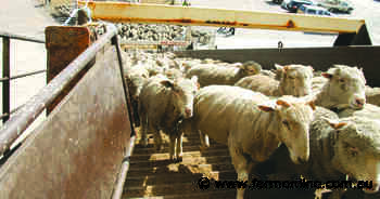 LiveCorp say it would struggle to survive if sheep phased out