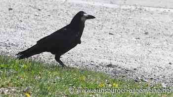 Die Krähe ist ein unterschätzter Vogel