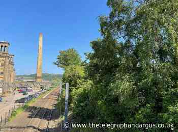 Trees near Saltaire rail line to be removed this weekend
