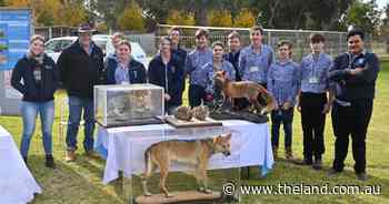 Pigging out on information