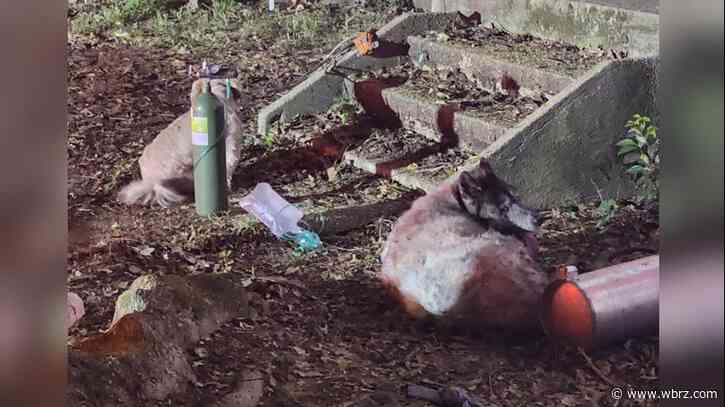 Resident and four dogs rescued from early-morning house fire