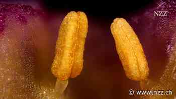Mit dem guten Wetter kehrt der Heuschnupfen zurück: Warum die Nase so sensibel wird und was dagegen hilft