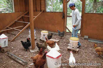 Honolulu awards $3M in ag grants to Oahu’s small farmers