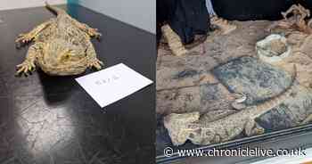 Two bearded dragons die after Sunderland woman fails to feed or look after them for at least six weeks