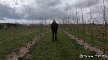 How P.E.I. farmers are adapting to climate change — quickly
