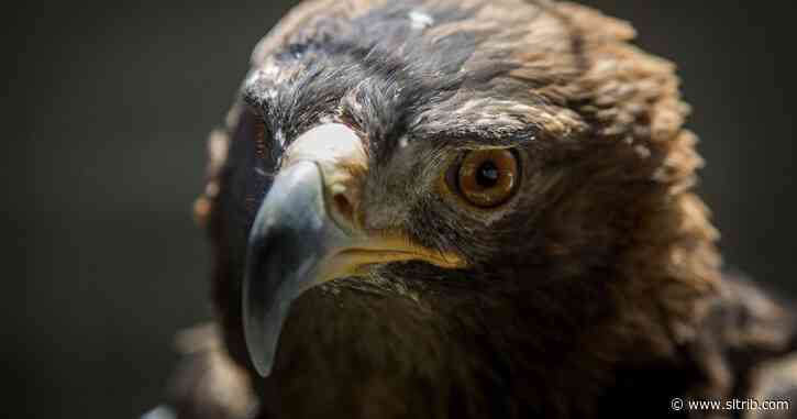 An Ogden wildlife rescue eviction is 13 years in the making, with city officials questioning its timing