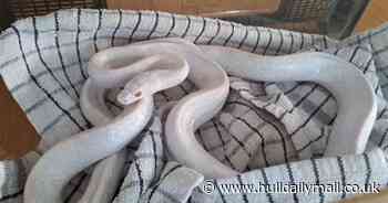 Locals shocked after four-foot albino snake found slithering along near high street