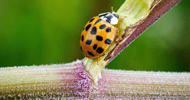 Mitmachaktion ruft zum Insektenzählen auf