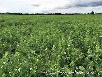 New £1m pea protein project to reduce UK’s reliance on soya imports