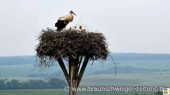 In Hedeper dreht sich am Sonntag alles um den Storch