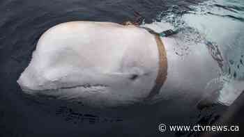 Alleged Russian 'spy' whale now in Swedish waters