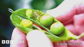 Peas that don't taste like peas could help the planet