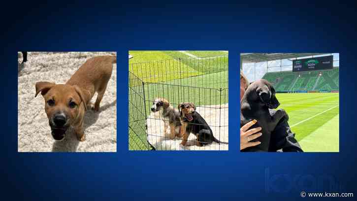 Austin FC's honorary mascots for Wednesday match named after 'Ted Lasso' characters
