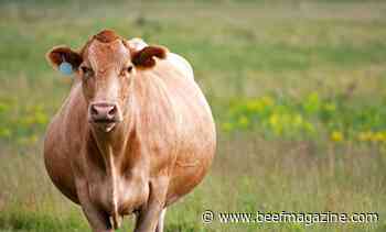 Pregnancy determination in beef cattle