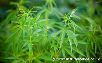 US cannabis-focused MGU CannGen Insurance opens in Europe