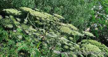 Urgent summer warning issued over Giant Hogweed - a plant which can cause skin blistering