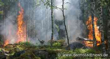 Trotz nassem Frühjahr: Waldbrandgefahr steigt
