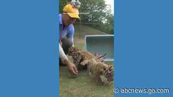 WATCH:  Tiger quintuplets make public debut at Chinese zoo