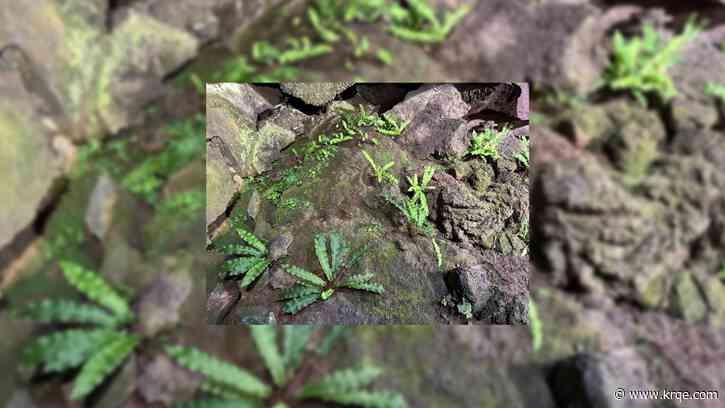 New Mexico boosts rare plant protections