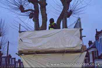 Haringey Council spent £92,000 to occupy Stroud Green tree