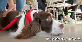 Sask. research shows therapy dogs provide 'comfort' and 'connection' for emergency room patients