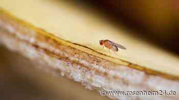 Fruchtfliegen in der Wohnung? Nicht nur mithilfe von Essig können Sie sie loswerden