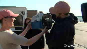 Watch the moment N.S. wildfire evacuees are reunited with their missing pets