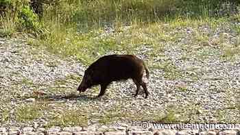 Un sanglier aperçu en plein cœur de Nice en pleine journée