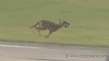 Coyote Seen Running Across Tarmac Near Grounded Planes at North Perry Airport