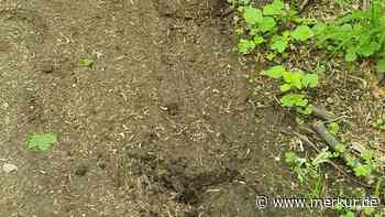 Stadtwald-Anwohner wollen keine Pferde - und haben sich  vergaloppiert