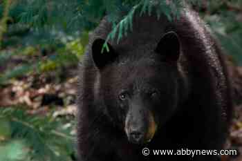 Keep bears wild, neighbours safe by removing all food attractants, says City of Chilliwack