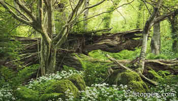 A Guide to Woodland Photography