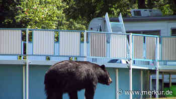 Spektakuläre Rettungsaktion: Hilfssheriffs helfen Bär aus einem Auto