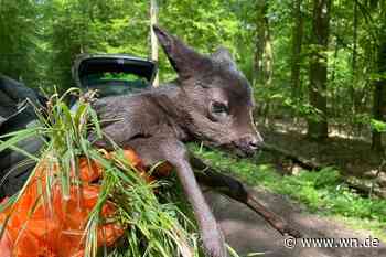 Rehkitze in rekordverdächtiger Zahl gerettet
