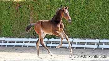 Holsteiner Pferdetage: Eine Bühne für die Besten