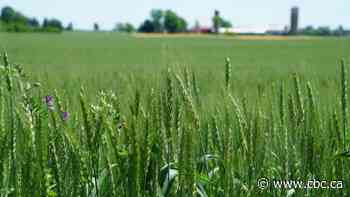 Ford government pauses proposal to build housing on dwindling farmland