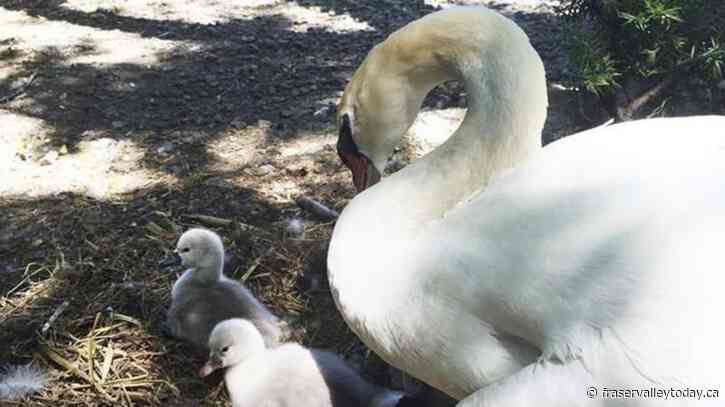 Beloved New York swan babies rescued after mother was eaten by family, police say