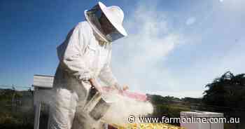 Honey bee Varroa mite eradication 'still technically feasible'