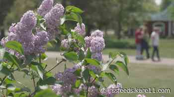 Visitors to 'lilac labyrinth' donate thousands to support local veteran