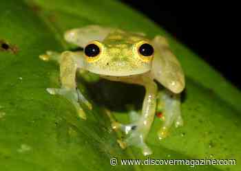 Meet 10 of the World’s Most Adorable Frogs