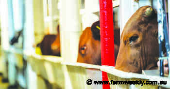 Cattle export industry threatened