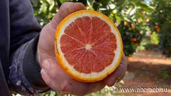 Pink is the new orange with consumers hungry for photo-worthy new citrus varieties