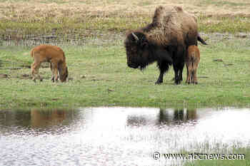 Hawaii man pleads guilty and is fined following death of Yellowstone bison calf