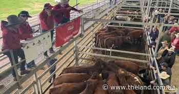 Market takes surprise upward turn at Wodonga