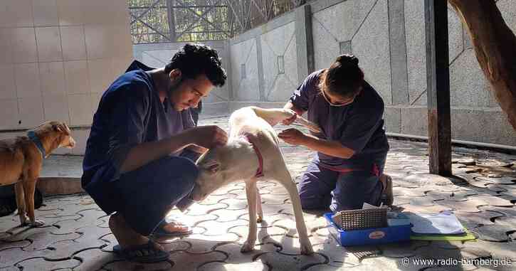 Indien und die vielen Straßenhunde: Retten oder töten?